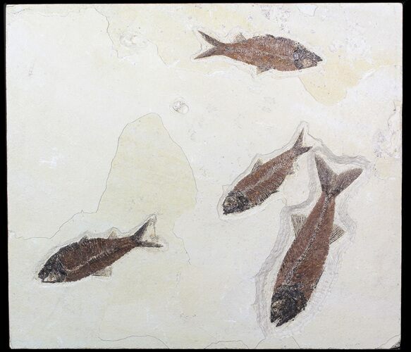 Mioplosus & Knightia Fossil Fish Association - Wyoming #62665